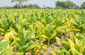 Tobacco plants growing in a Thai field