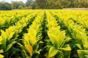 Tobacco plants flourishing in a field with rich soil
