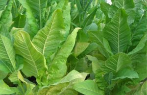 A field of Burley tobacco plants in Kentucky's fertile soil.